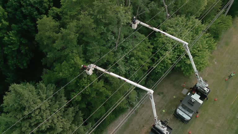 Best Emergency Tree Removal  in Francisville, KY