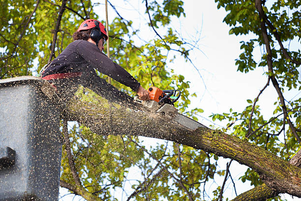 How Our Tree Care Process Works  in  Francisville, KY